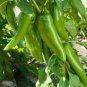 Anhui Green Long Sweet Cow-horn Pepper F1 70 Seeds