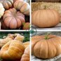 DeeplyRibbed Pumpkin 200 Seeds
