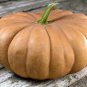 DeeplyRibbed Pumpkin 200 Seeds