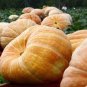 DeeplyRibbed Pumpkin 200 Seeds