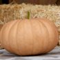 DeeplyRibbed Pumpkin 200 Seeds