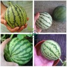 Rarest Red Mini Thumb Watermelon 40 Seeds