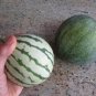 Rarest Red Mini Thumb Watermelon 40 Seeds