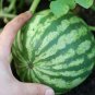 Rarest Red Mini Thumb Watermelon 40 Seeds