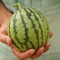 Rarest Red Mini Thumb Watermelon 40 Seeds
