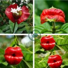 Red Lips Flower 200 Seeds