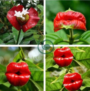Red Lips Flower 200 Seeds