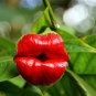 Red Lips Flower 200 Seeds