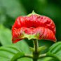 Red Lips Flower 200 Seeds