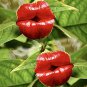Red Lips Flower 200 Seeds