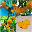 Heirloom Yellow Trinidad Moruga Scorpion Chili Pepper 20 Seeds
