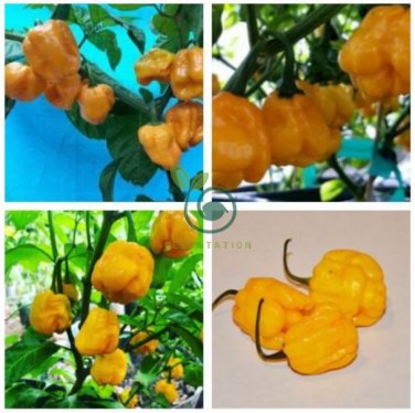 Heirloom Yellow Trinidad Moruga Scorpion Chili Pepper 20 Seeds