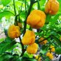 Heirloom Yellow Trinidad Moruga Scorpion Chili Pepper 20 Seeds