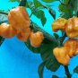 Heirloom Yellow Trinidad Moruga Scorpion Chili Pepper 20 Seeds