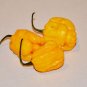 Heirloom Yellow Trinidad Moruga Scorpion Chili Pepper 20 Seeds