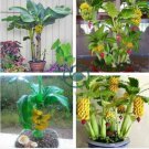 Dwarf Banana 200 Seeds