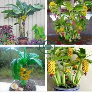 Dwarf Banana 200 Seeds