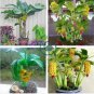 Dwarf Banana 200 Seeds