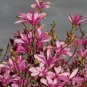 Purple Magnolia liliiflora 20 Seeds