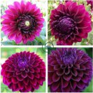 Rare Beautiful Alveolate Purple Dahlia Flower 100 Seeds