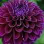 Rare Beautiful Alveolate Purple Dahlia Flower 100 Seeds