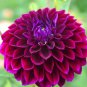 Rare Beautiful Alveolate Purple Dahlia Flower 100 Seeds