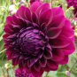 Rare Beautiful Alveolate Purple Dahlia Flower 100 Seeds