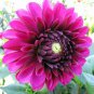 Rare Beautiful Alveolate Purple Dahlia Flower 100 Seeds