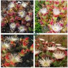 Interesting Mesembryanthemum Crystallinum Succulent Plant 20 Seeds