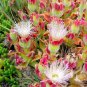 Interesting Mesembryanthemum Crystallinum Succulent Plant 20 Seeds