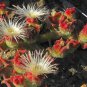 Interesting Mesembryanthemum Crystallinum Succulent Plant 20 Seeds