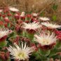 Interesting Mesembryanthemum Crystallinum Succulent Plant 20 Seeds