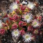 Interesting Mesembryanthemum Crystallinum Succulent Plant 20 Seeds