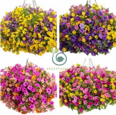 'Huakai Darong' Mixed Bonsai Petunia Hybrid 400 Seeds