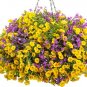 'Huakai Darong' Mixed Bonsai Petunia Hybrid 400 Seeds