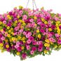 'Huakai Darong' Mixed Bonsai Petunia Hybrid 400 Seeds