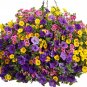 'Huakai Darong' Mixed Bonsai Petunia Hybrid 400 Seeds