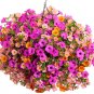 'Huakai Darong' Mixed Bonsai Petunia Hybrid 400 Seeds