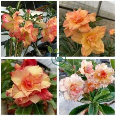 Adenium Orange Double Petals Red Edge Bonsai Flowers 4 Seeds