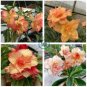 Adenium Orange Double Petals Red Edge Bonsai Flowers 4 Seeds
