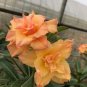 Adenium Orange Double Petals Red Edge Bonsai Flowers 4 Seeds