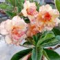 Adenium Orange Double Petals Red Edge Bonsai Flowers 4 Seeds