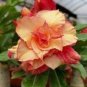Adenium Orange Double Petals Red Edge Bonsai Flowers 4 Seeds