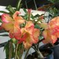 Adenium Orange Double Petals Red Edge Bonsai Flowers 4 Seeds