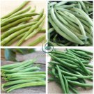 White Bean Heirloom Organic Vegetable Bean Garden 30 Seeds