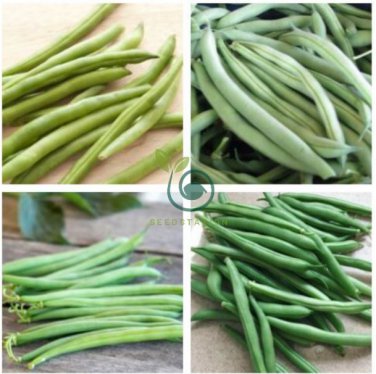 White Bean Heirloom Organic Vegetable Bean Garden 30 Seeds
