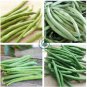 White Bean Heirloom Organic Vegetable Bean Garden 30 Seeds