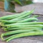 White Bean Heirloom Organic Vegetable Bean Garden 30 Seeds