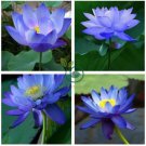 Blue Nelumbo Nucifera China Beautiful Lotus Pad Flower Pond 2 Seeds