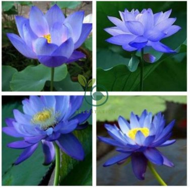 Blue Nelumbo Nucifera China Beautiful Lotus Pad Flower Pond 2 Seeds